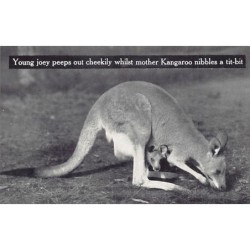 Rare collectable postcards of Australia. Vintage Postcards of Australia