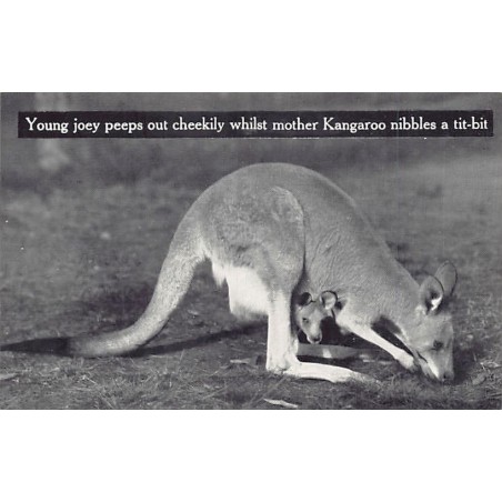 Rare collectable postcards of Australia. Vintage Postcards of Australia