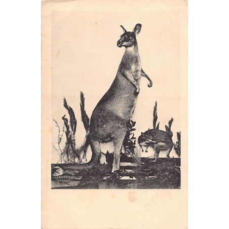 Rare collectable postcards of Australia. Vintage Postcards of Australia