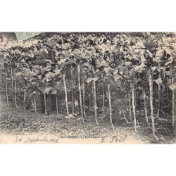 Rare collectable postcards of United Kingdom - Jersey. Vintage Postcards of United Kingdom - Jersey