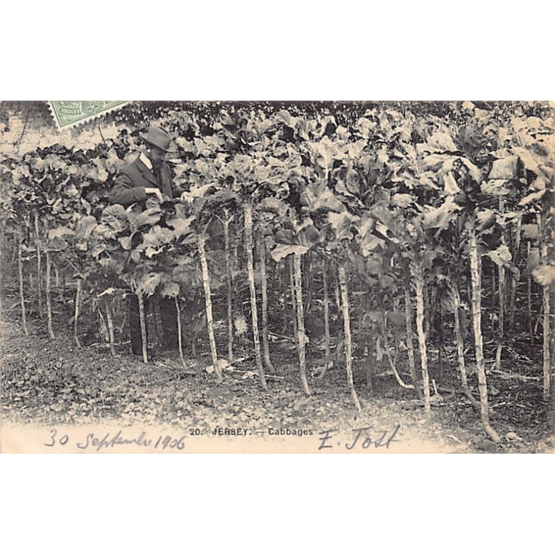 Rare collectable postcards of United Kingdom - Jersey. Vintage Postcards of United Kingdom - Jersey