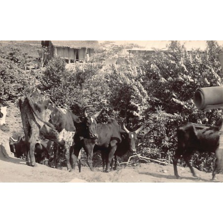 Rare collectable postcards of Madagascar. Vintage Postcards of Madagascar