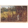 Rare collectable postcards of Martinique. Vintage Postcards of Martinique