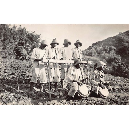 Rare collectable postcards of Martinique. Vintage Postcards of Martinique