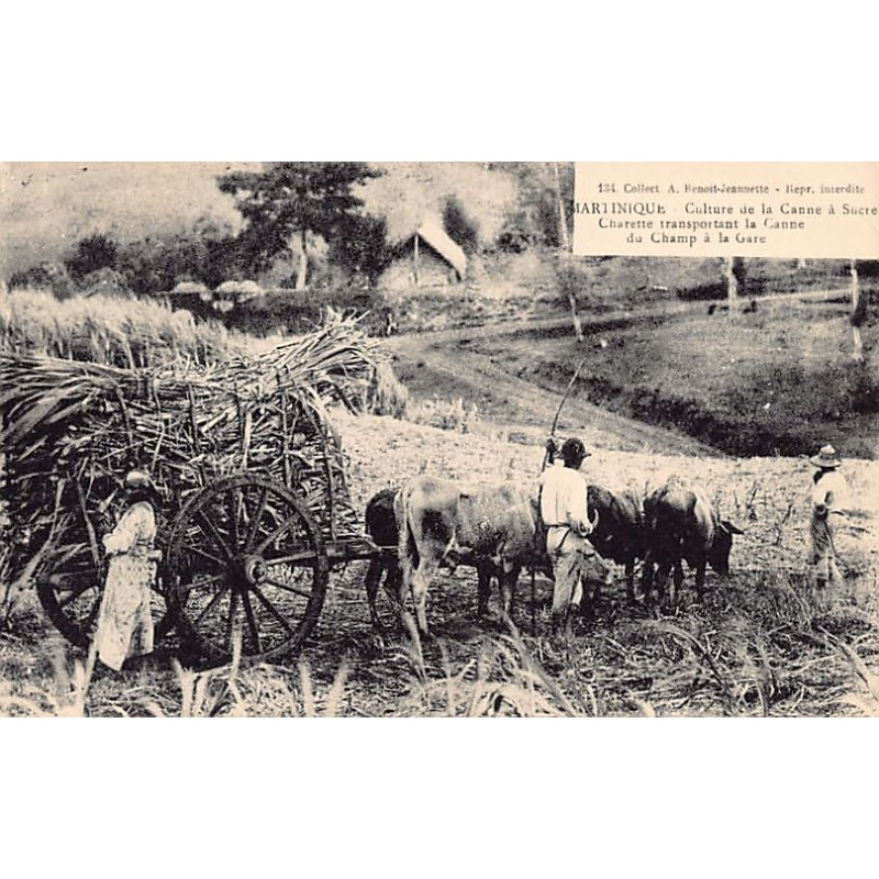 Rare collectable postcards of Martinique. Vintage Postcards of Martinique