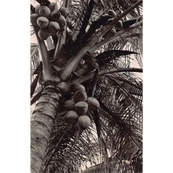 Rare collectable postcards of Martinique. Vintage Postcards of Martinique