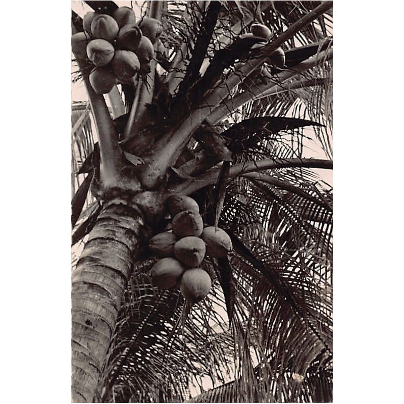 Rare collectable postcards of Martinique. Vintage Postcards of Martinique