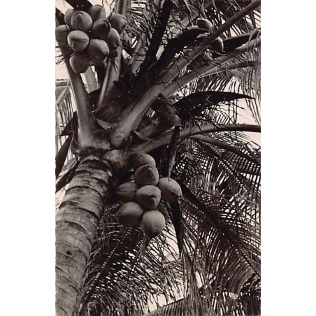 Rare collectable postcards of Martinique. Vintage Postcards of Martinique