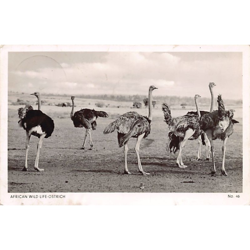 Rare collectable postcards of Kenya. Vintage Postcards of Kenya