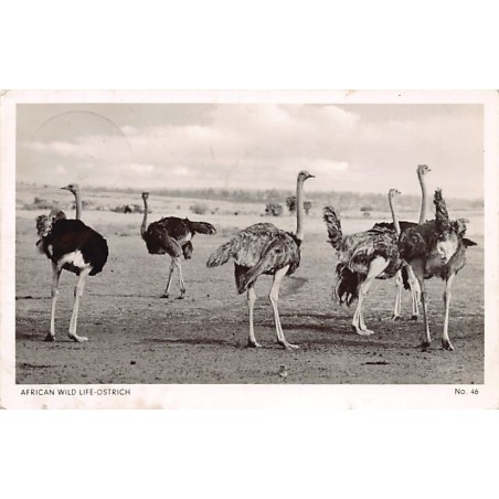 Rare collectable postcards of Kenya. Vintage Postcards of Kenya