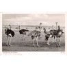 Rare collectable postcards of Kenya. Vintage Postcards of Kenya