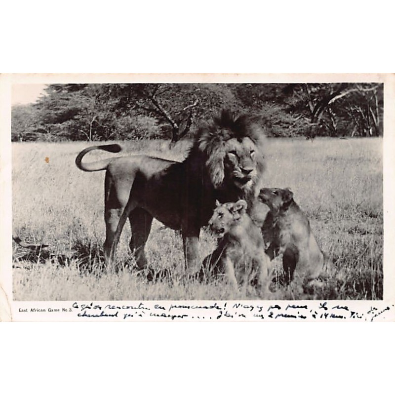 Rare collectable postcards of Kenya. Vintage Postcards of Kenya