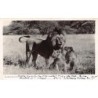 Rare collectable postcards of Kenya. Vintage Postcards of Kenya