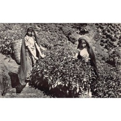 Rare collectable postcards of Sri Lanka (Ceylon). Vintage Postcards of Sri Lanka (Ceylon)