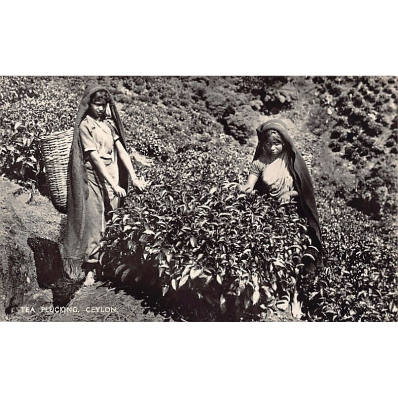 Rare collectable postcards of Sri Lanka (Ceylon). Vintage Postcards of Sri Lanka (Ceylon)