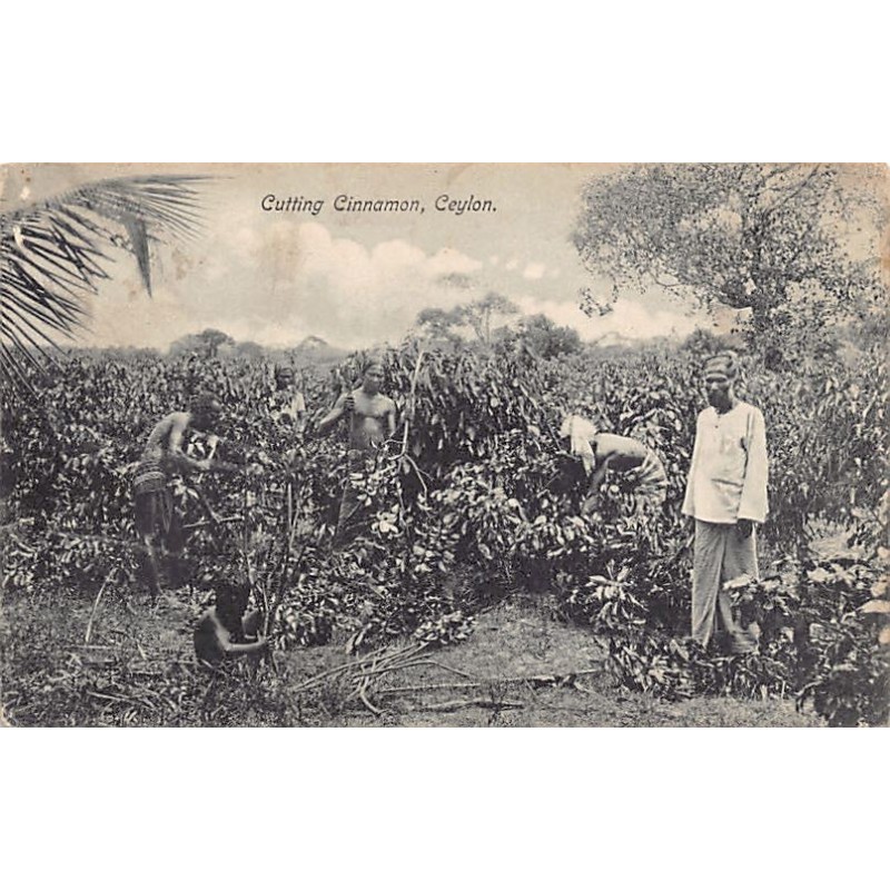 Rare collectable postcards of Sri Lanka (Ceylon). Vintage Postcards of Sri Lanka (Ceylon)