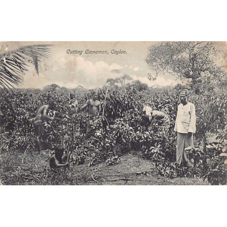 Rare collectable postcards of Sri Lanka (Ceylon). Vintage Postcards of Sri Lanka (Ceylon)