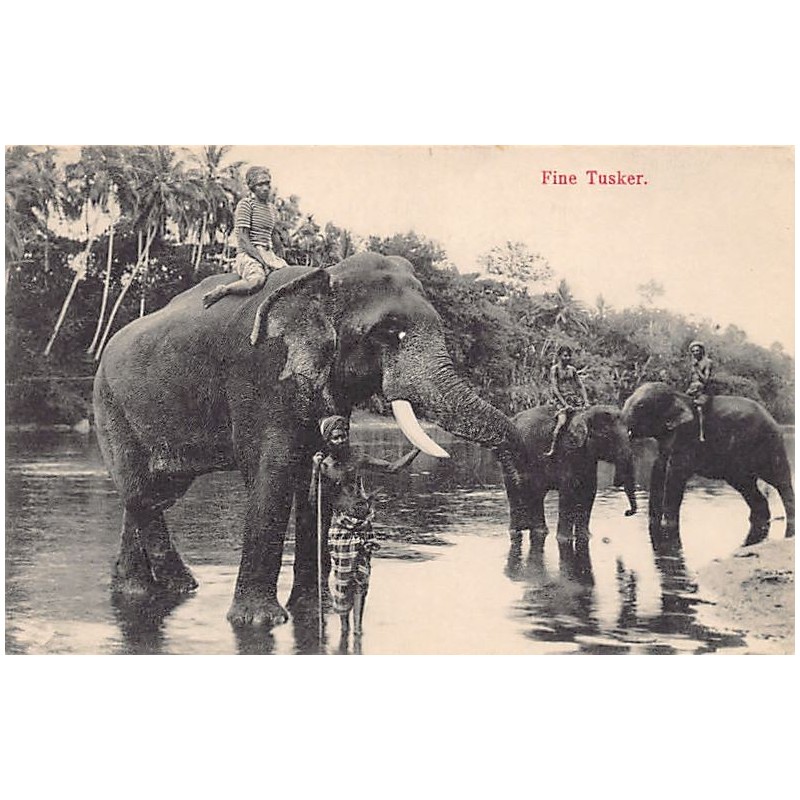 Rare collectable postcards of Sri Lanka (Ceylon). Vintage Postcards of Sri Lanka (Ceylon)