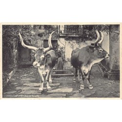 Rare collectable postcards of Portugal. Vintage Postcards of Portugal