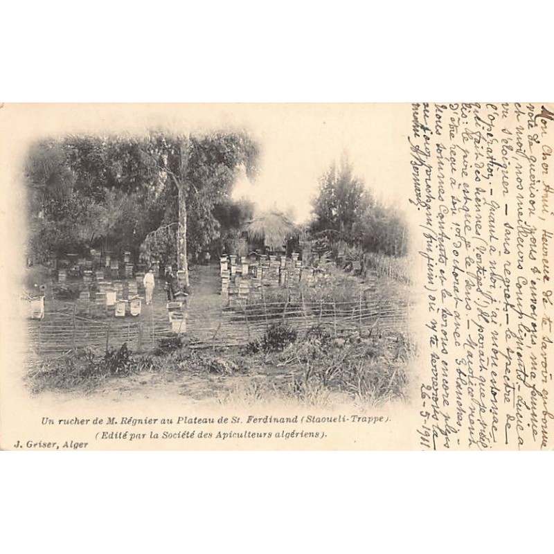 Rare collectable postcards of Algeria. Vintage Postcards of Algeria