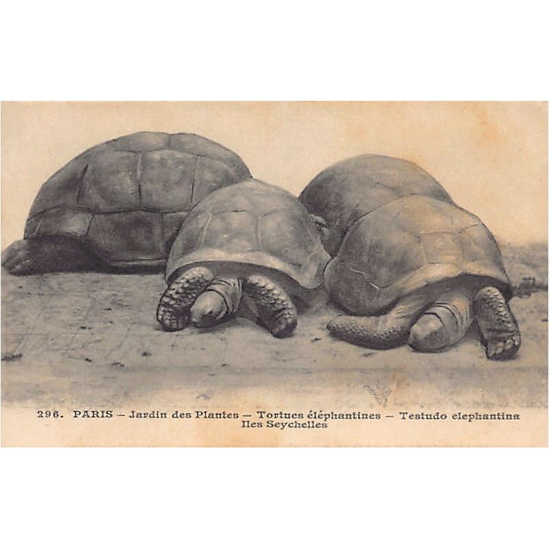 Rare collectable postcards of Seychelles. Vintage Postcards of Seychelles