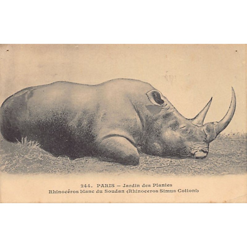 Rare collectable postcards of Sudan. Vintage Postcards of Sudan