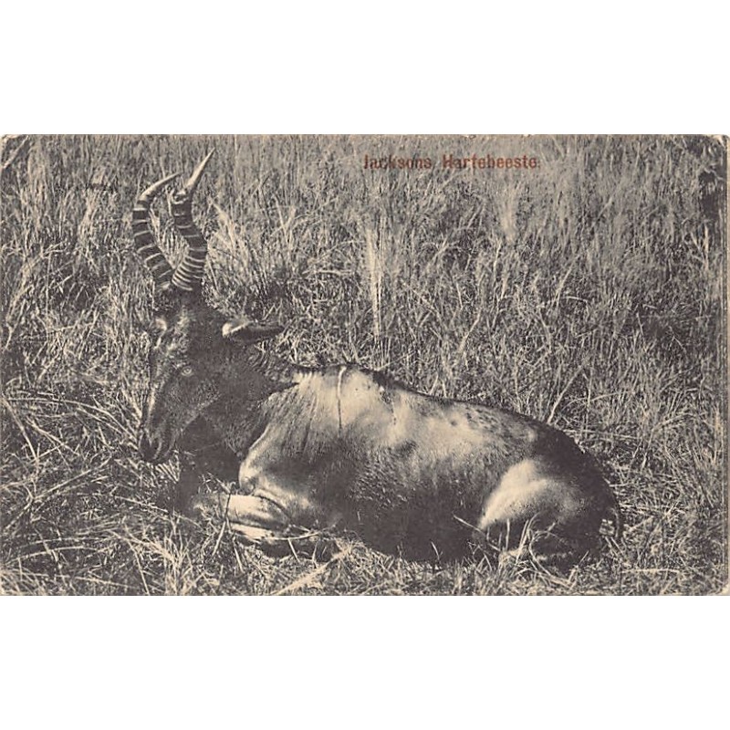 Rare collectable postcards of Zimbabwe. Vintage Postcards of Zimbabwe