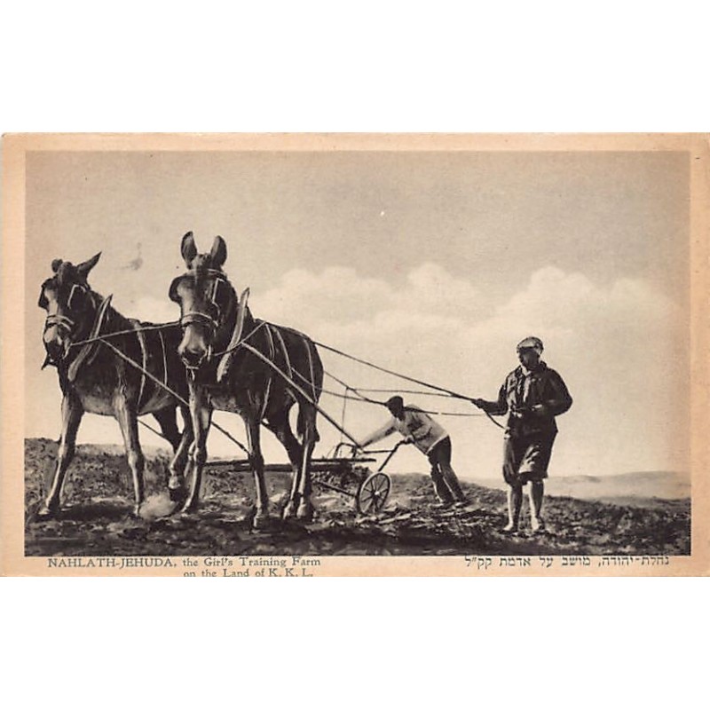 Rare collectable postcards of Israel / Palestine. Vintage Postcards of Israel / Palestine