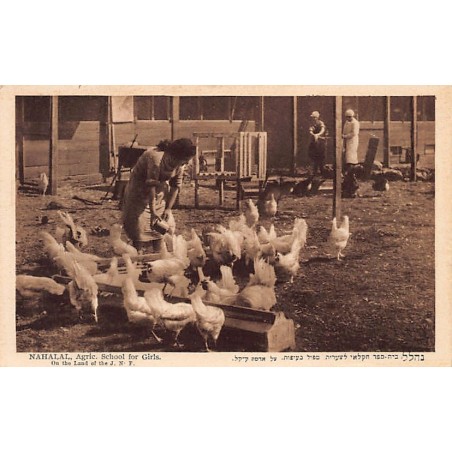 Rare collectable postcards of Israel / Palestine. Vintage Postcards of Israel / Palestine