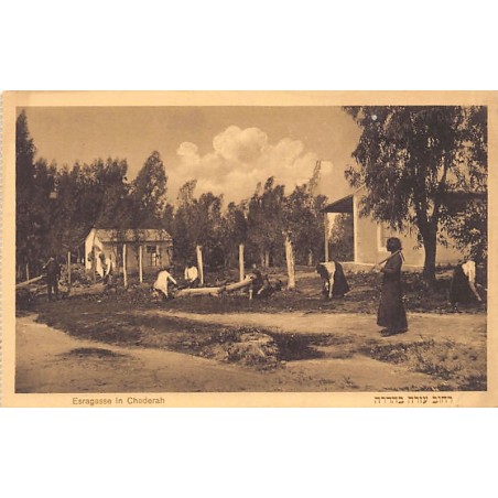 Rare collectable postcards of Israel / Palestine. Vintage Postcards of Israel / Palestine