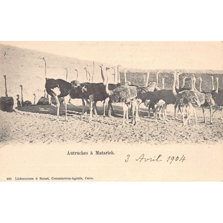 Rare collectable postcards of Egypt. Vintage Postcards of Egypt