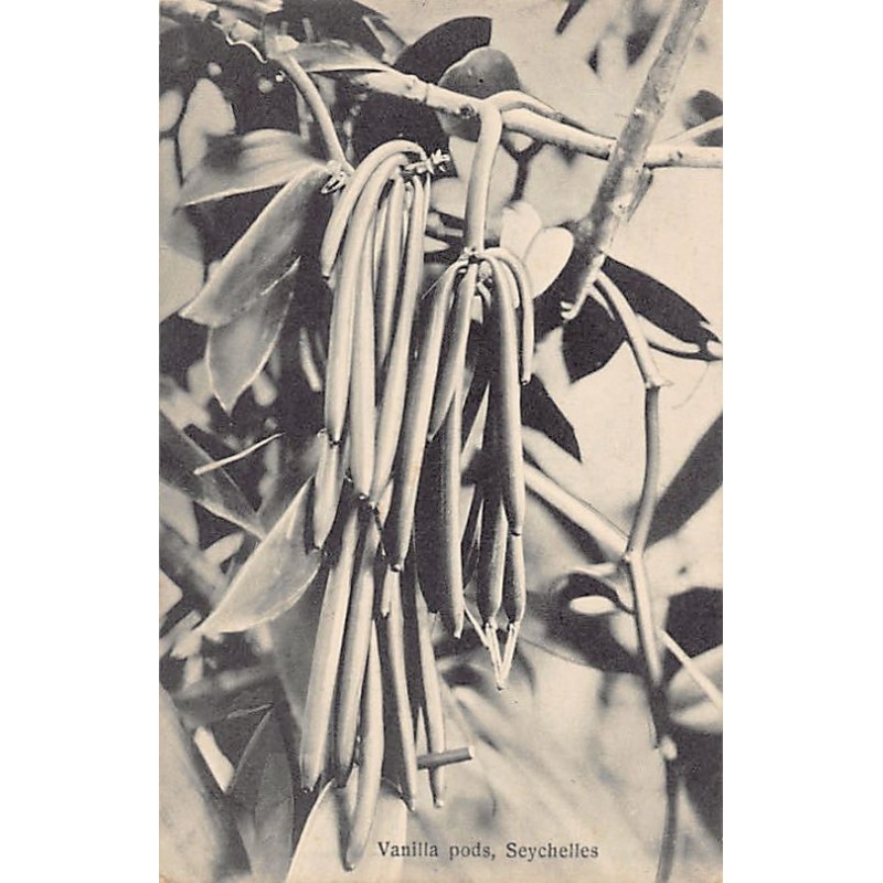 Rare collectable postcards of Seychelles. Vintage Postcards of Seychelles