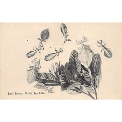 Rare collectable postcards of Seychelles. Vintage Postcards of Seychelles