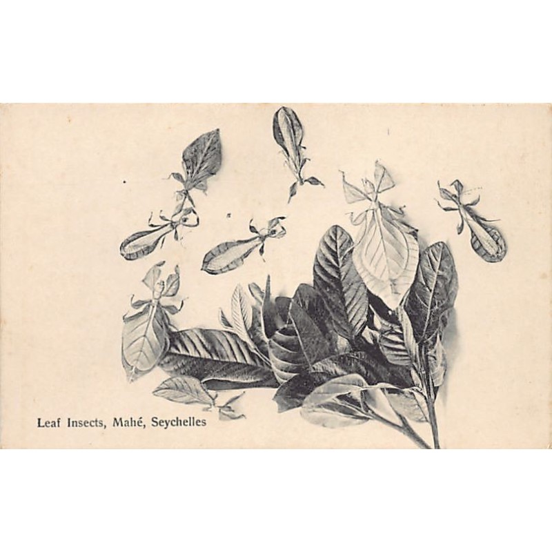 Rare collectable postcards of Seychelles. Vintage Postcards of Seychelles