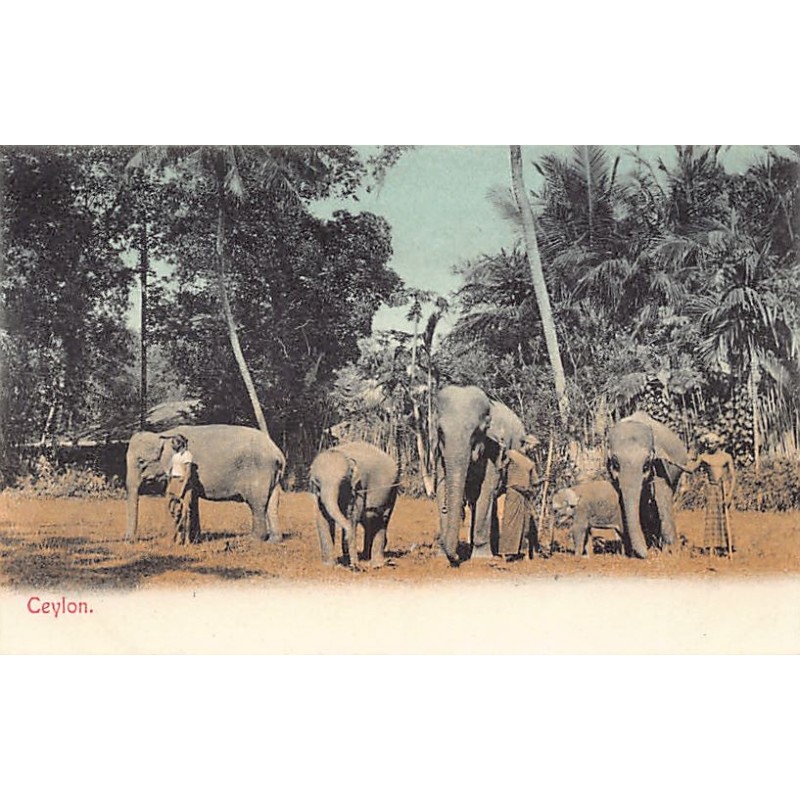 Rare collectable postcards of Sri Lanka (Ceylon). Vintage Postcards of Sri Lanka (Ceylon)