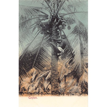 Rare collectable postcards of Sri Lanka (Ceylon). Vintage Postcards of Sri Lanka (Ceylon)