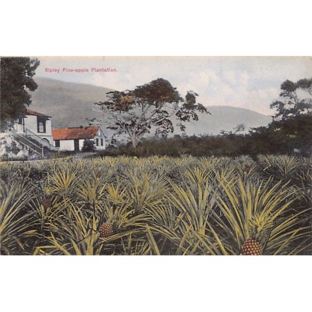 Rare collectable postcards of Jamaica. Vintage Postcards of Jamaica