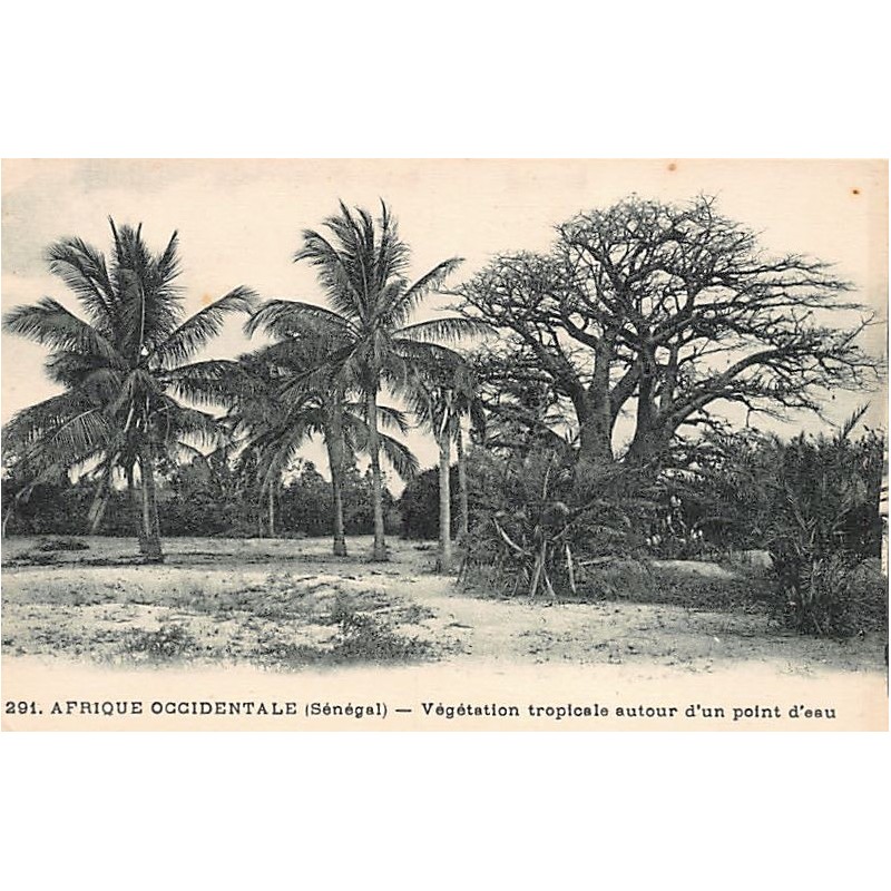 Rare collectable postcards of Senegal. Vintage Postcards of Senegal