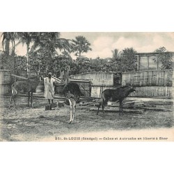Rare collectable postcards of Senegal. Vintage Postcards of Senegal