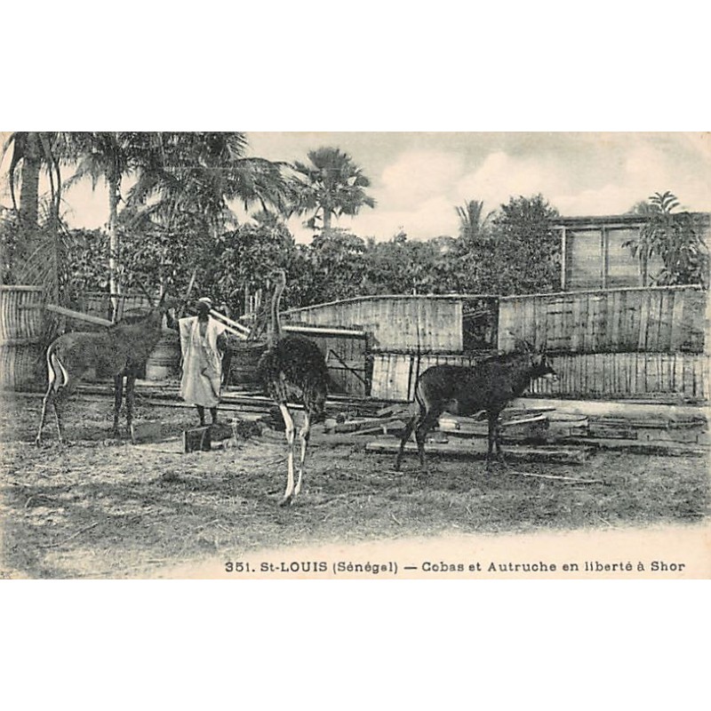 Rare collectable postcards of Senegal. Vintage Postcards of Senegal