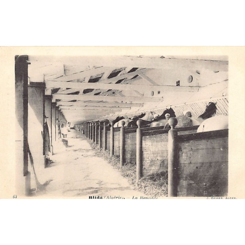 Rare collectable postcards of Algeria. Vintage Postcards of Algeria