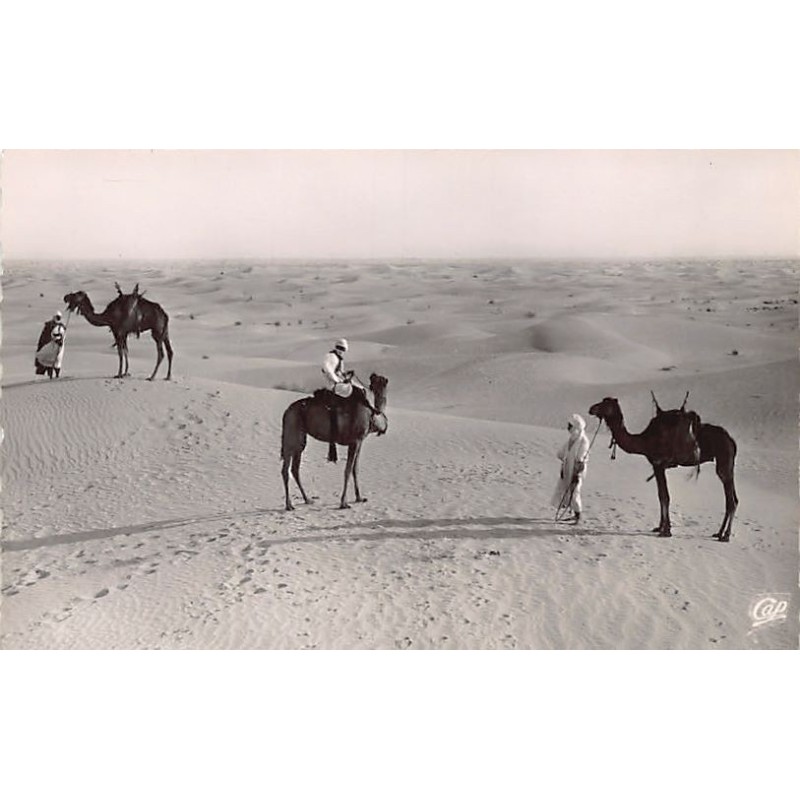 Rare collectable postcards of Algeria. Vintage Postcards of Algeria