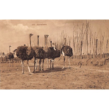 Rare collectable postcards of Tunisia. Vintage Postcards of Tunisia