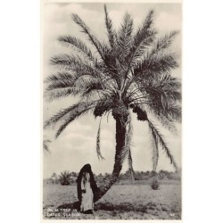 Rare collectable postcards of Iraq. Vintage Postcards of Iraq