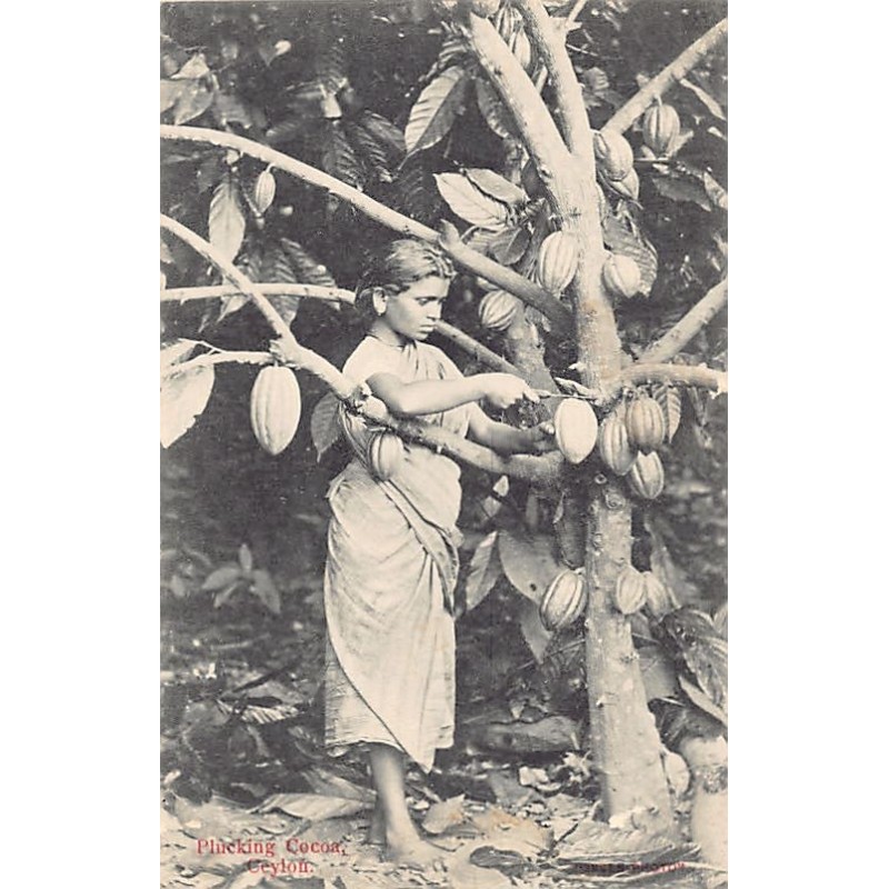 Rare collectable postcards of Sri Lanka (Ceylon). Vintage Postcards of Sri Lanka (Ceylon)