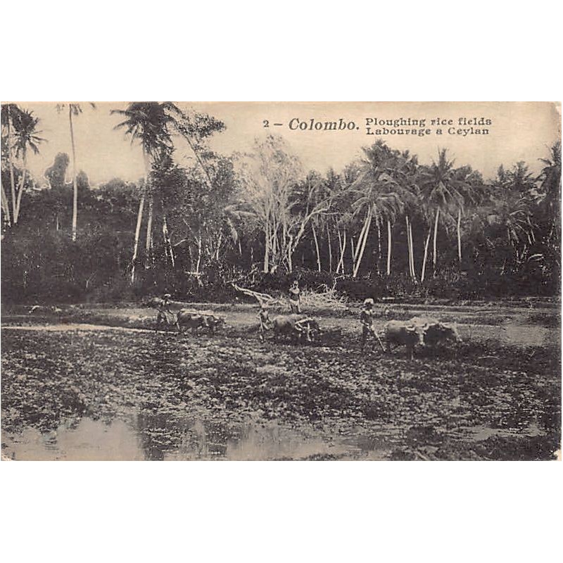 Rare collectable postcards of Sri Lanka (Ceylon). Vintage Postcards of Sri Lanka (Ceylon)