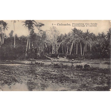 Rare collectable postcards of Sri Lanka (Ceylon). Vintage Postcards of Sri Lanka (Ceylon)