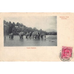 Rare collectable postcards of Sri Lanka (Ceylon). Vintage Postcards of Sri Lanka (Ceylon)