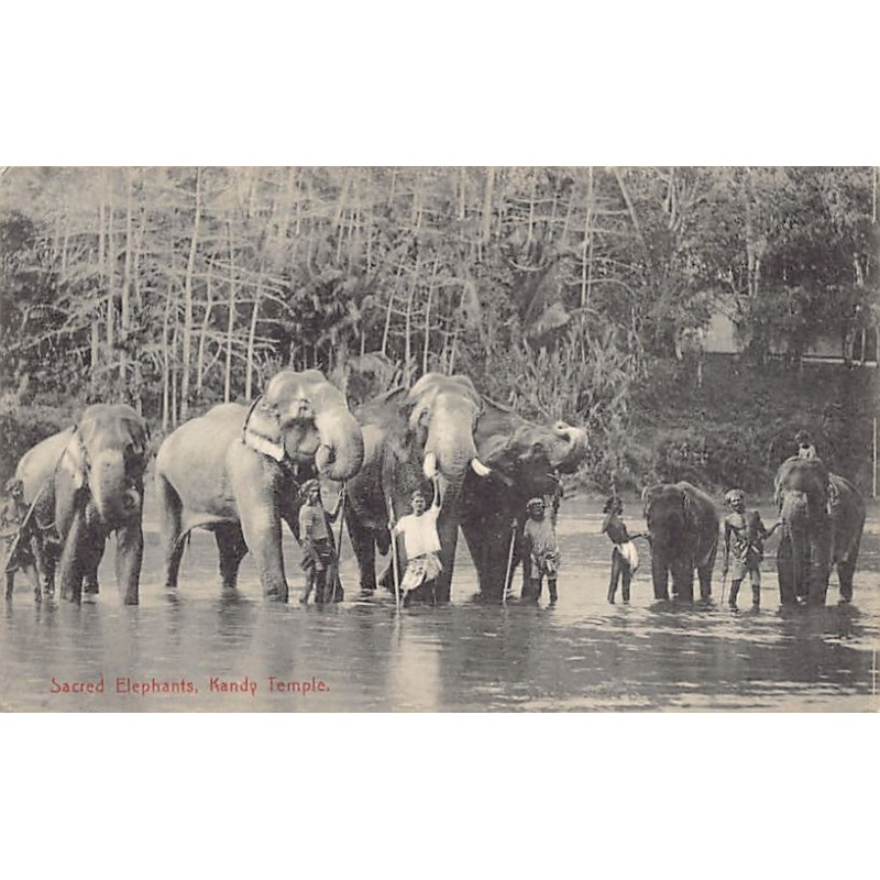 Rare collectable postcards of Sri Lanka (Ceylon). Vintage Postcards of Sri Lanka (Ceylon)