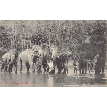 Rare collectable postcards of Sri Lanka (Ceylon). Vintage Postcards of Sri Lanka (Ceylon)